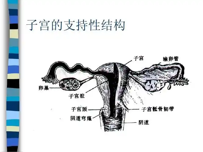 女性生殖器官损伤性疾病 子宫的支持性结构