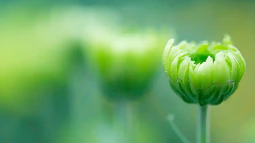 唯美简约花卉高清背景桌面壁纸下载高清大图预览1920x1080_植物壁纸下