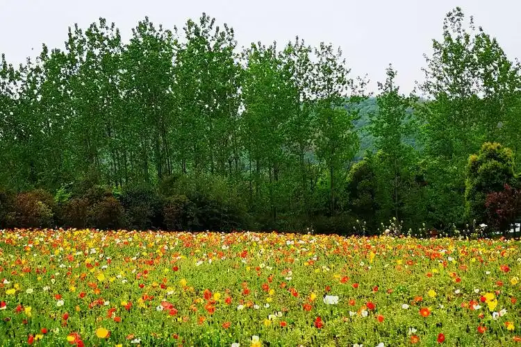 "花谷奇缘":美好春天与美丽花海的恋爱