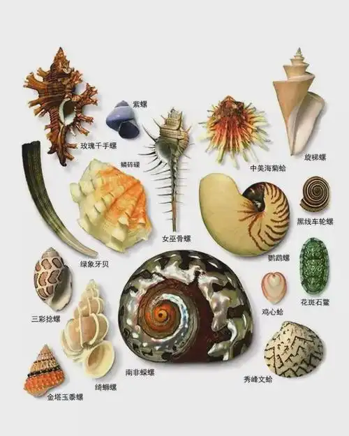 哪些贝壳能做珠宝去赶海之前记得看看这一篇