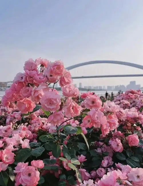 心动了黄浦江滨江岸边这么多花海美翻你的朋友圈
