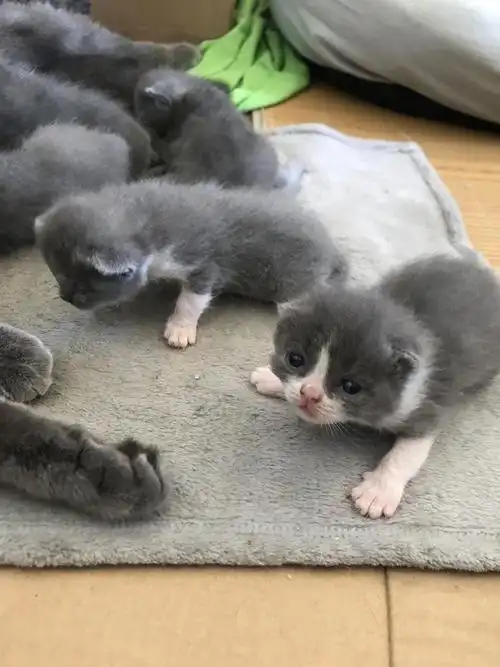 宠物 帖子 初生小猫咪,英短,蓝猫!记录!