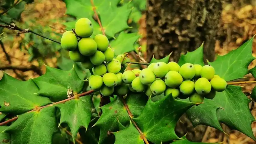 刺黄连,十大功劳果子,果子颜色会变红,变黑!