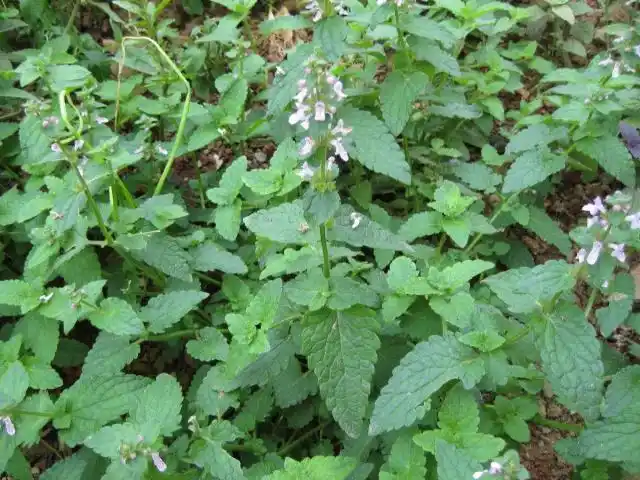 植物地蚕在农村比较常见