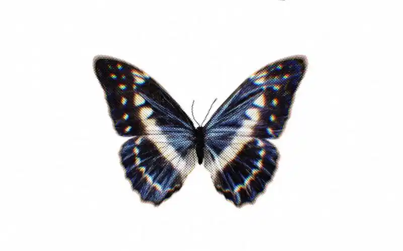 【孟宴臣同人手书】_killing butterflies—lewis blissett- 杀死蝴蝶