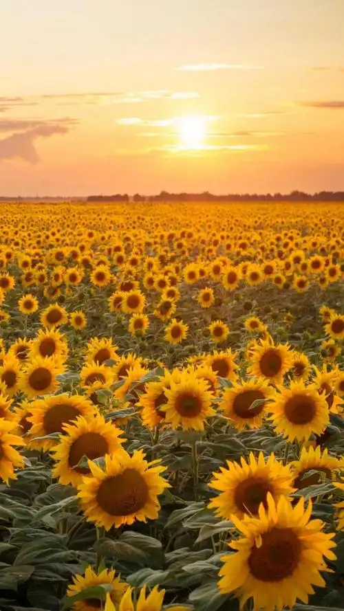 清新迷人养眼的向日葵风景