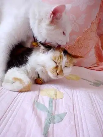 娘娘怀孕乐坏了呼噜组图