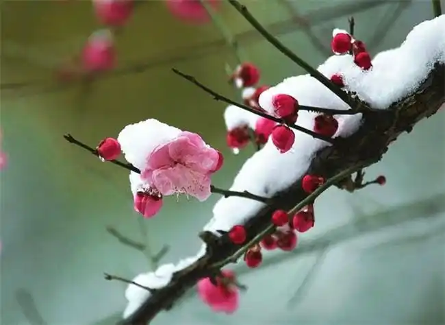 一剪寒梅傲立雪