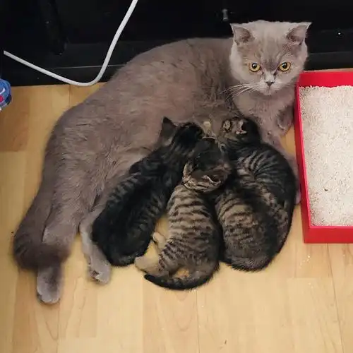 英短串狸猫猫咪免费领养