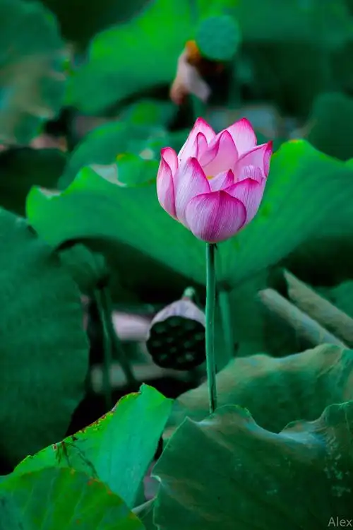 佛乐|《汉地雪莲》点一柱清幽的檀香, 莲花处处开放