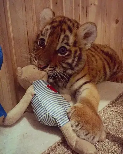 uu们,有没有可爱的小老虎图呀