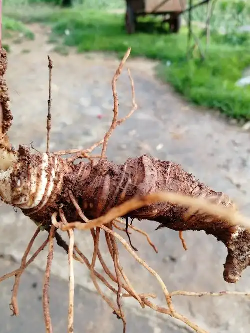 十余年的野生重楼今天掘起,药用价值特高,瞧瞧吧!