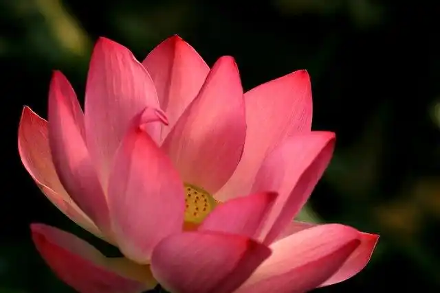 大年初四给朋友们拜年,送上吉祥平安的荷花祝福