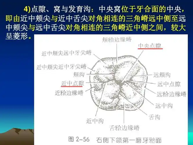 口腔下颌磨牙解剖形态ppt