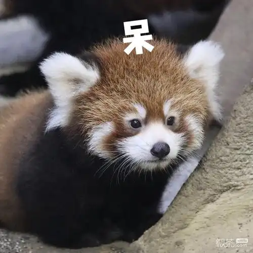 小熊猫可爱微信表情包