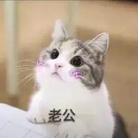 叫老公的猫猫表情包【点击鼠标右键下载】