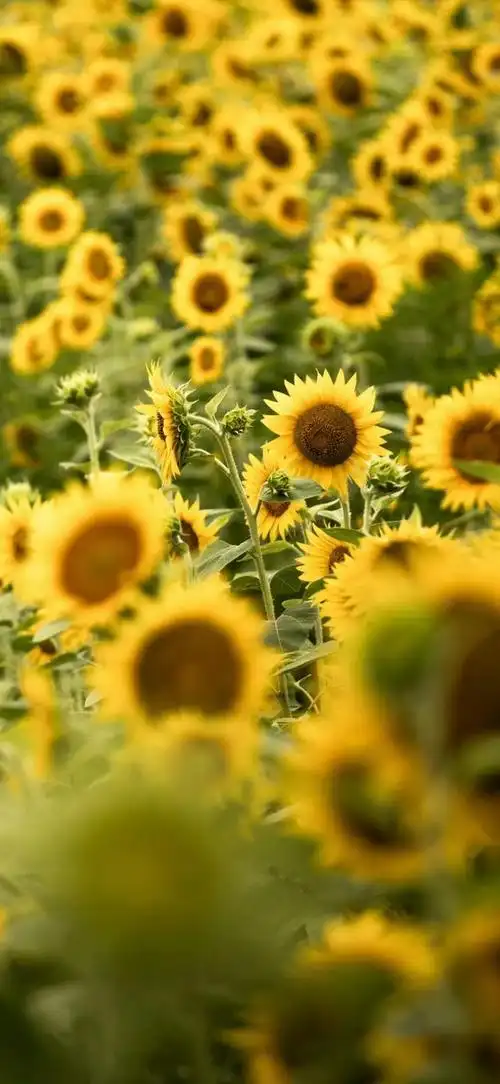 壁纸分享:平平淡淡才是真