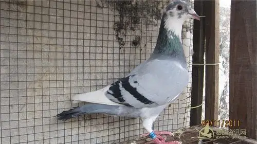 海翔赛鸽----灰白条