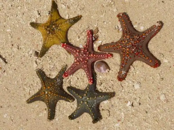 各种颜色的海星,来场沙滩上的群星会搭古典味的船只去浮潜当人们提到