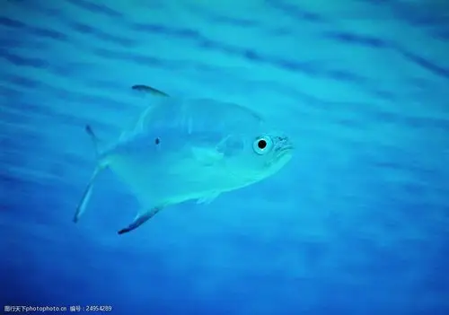 深海鱼类摄影图片