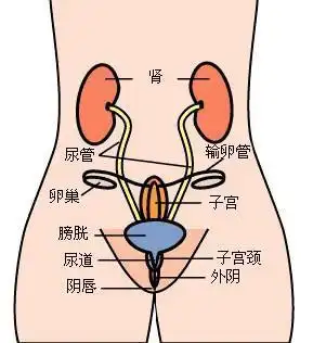 虎门女子切除子宫卵巢有什么影响?