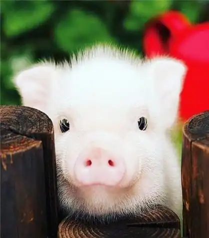 超火小粉猪图片可爱超级萌2018你是我见过最可爱的猪