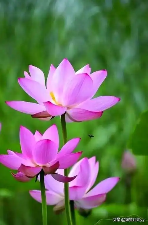 关于佛前莲花的说说 _晶羽文学网