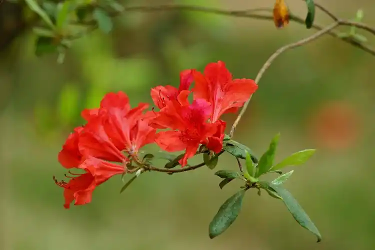 瓦屋山的杜鹃花已开,美到爆!