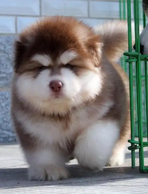 65厘米,近日获吉尼斯世界纪录认证,成为世界最小狗.