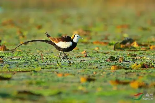 大脚仙——水雉!