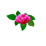 150_150gif 动态图 动图