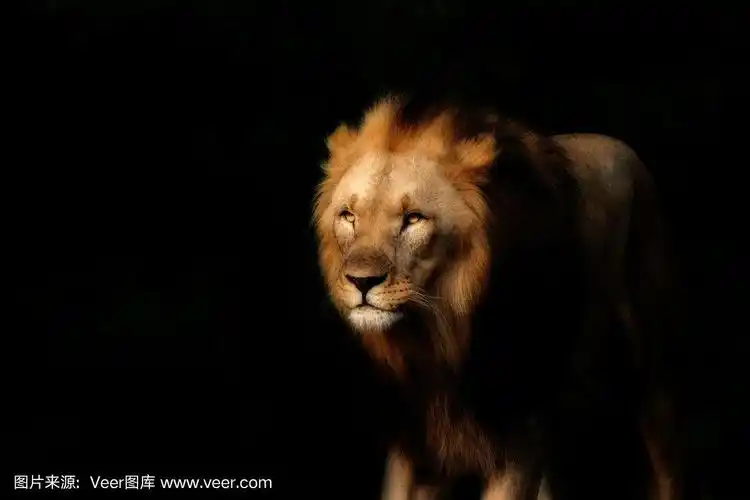 强壮的狮子在黑色的背景