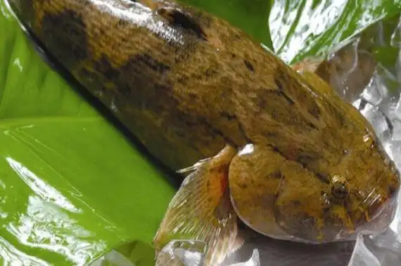 笋壳鱼是什么鱼淡水鱼还是海鱼(泰国笋壳鱼是海鱼吗?