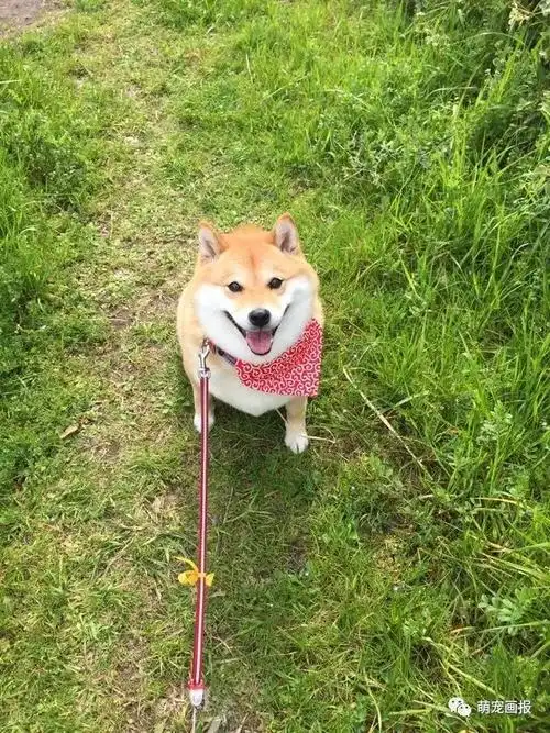 搞笑的柴犬君带给你周末的好心情