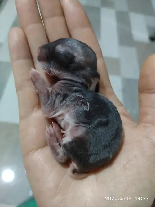 兔宝宝成长记从出生到第六天