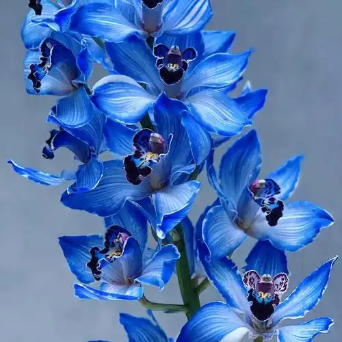 带你每天认识一种花材64克莱因蓝大花惠兰