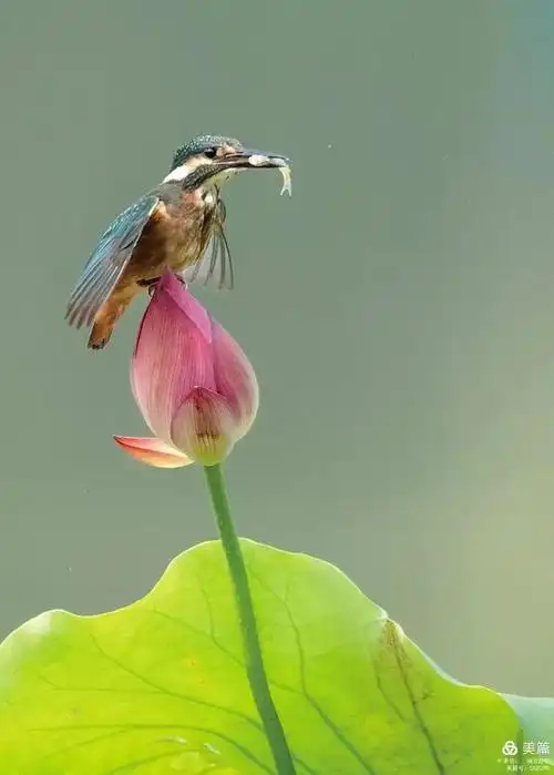 鸟类摄影一池荷花小翠飞