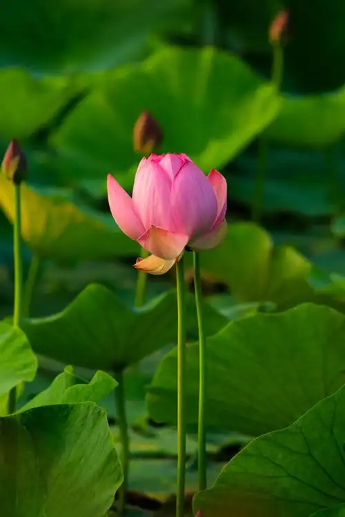大美镜泊湖~荷花
