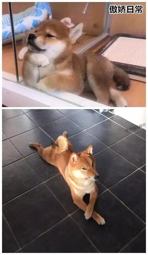 人家摆拍的时候动作表情堪比超模好嘛?