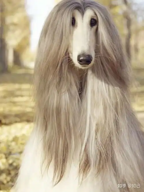 世界名犬-阿富汗猎狗