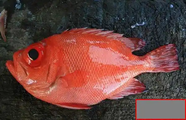 大眼黑鲷鱼(动物)