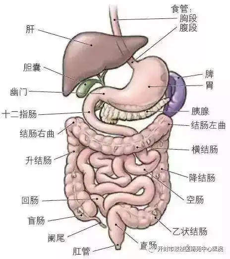 肚子痛到底怎么回事你知道吗