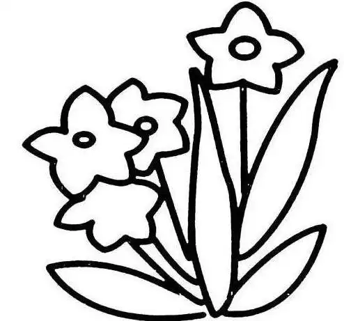 春天花朵简笔画图片大全漂亮的水仙花凌波仙子水仙花简笔画图片水仙花