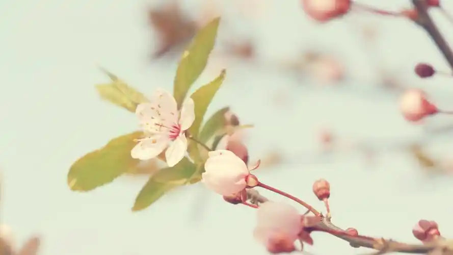 小清新花儿壁纸(13/16)