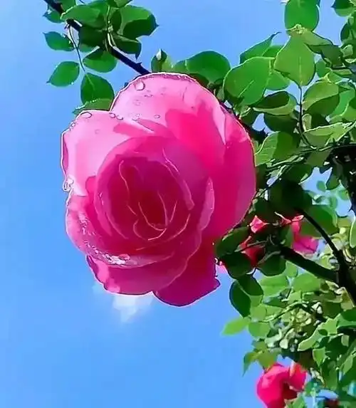 分享图片一最好看的鲜花真是太漂亮了