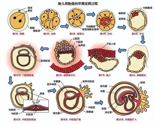 人体胎盘交易曝光价格不菲食用人类胎盘滋补还是作死