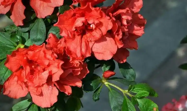 杜鹃过完年应该怎么养护?做好这三步,明年还是一样开_湿度_温度_植物