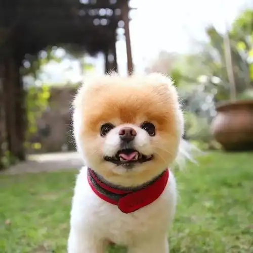 全世界最可爱的狗狗回汪星了谢谢你曾经来过