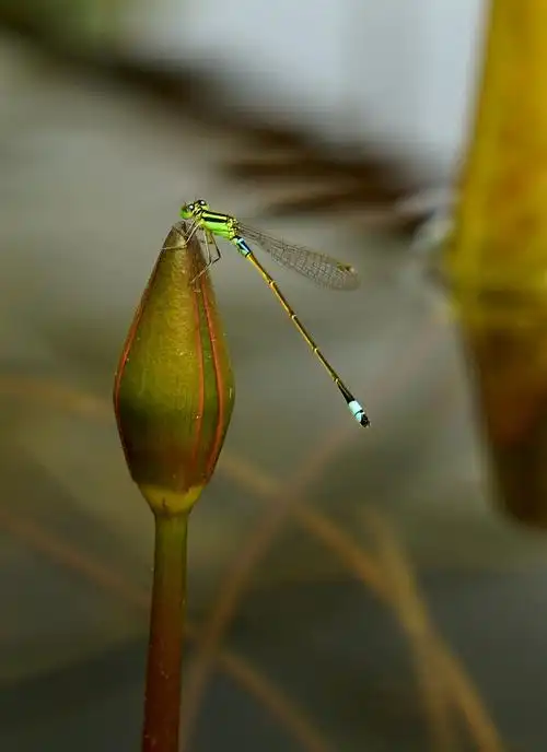 蜻蜓戏莲