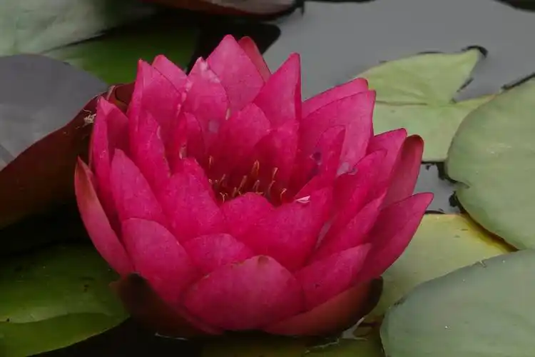 【首发】五彩莲花(一)